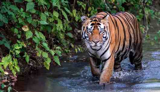 Ratapani Tiger Reserve: A Wildlife Sanctuary to A Slow Tourism Destination Near Bhopal