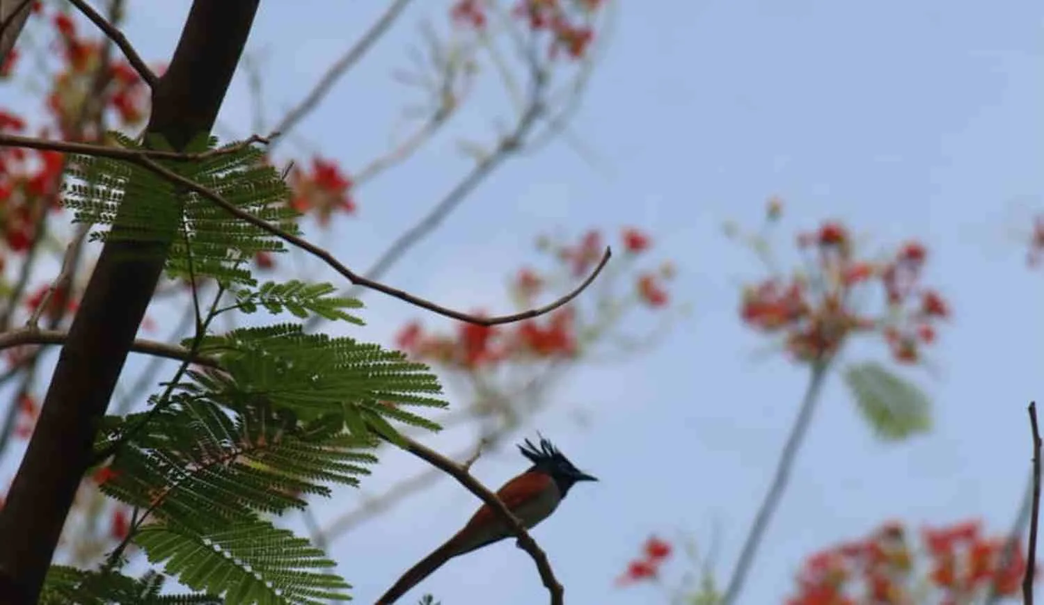 Indian Paradise Flycatcher Nesting at Madhuban Eco Retreat