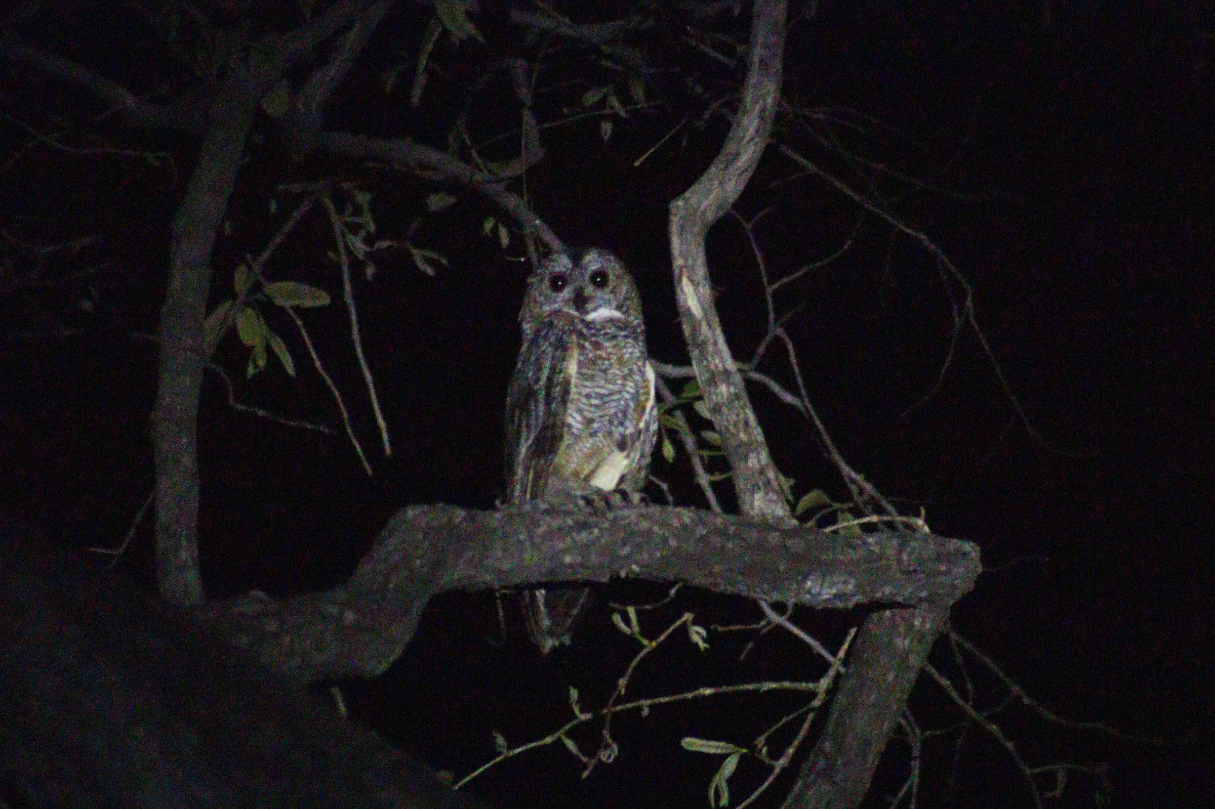 The Night the Forest Finally Rewarded Me: A Five-Year Wait for the Mottled Wood Owl