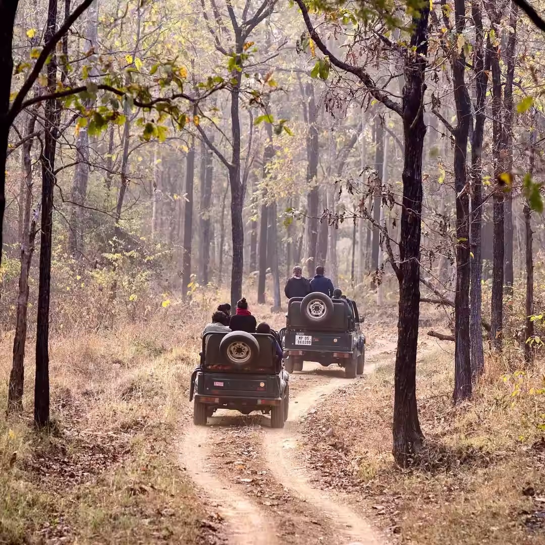 tourists jungle safari jeep madhuban eco retreat ratapani