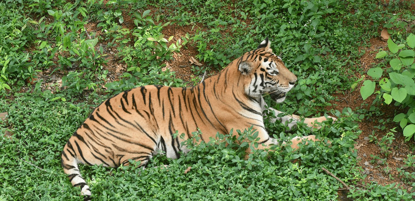 Bengal tiger in Ratapani Tiger Reserve near Bhopal