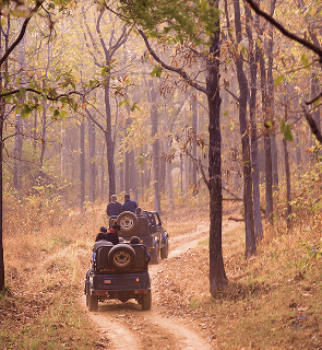 Jungle safari in an open vehicle in Ratapani