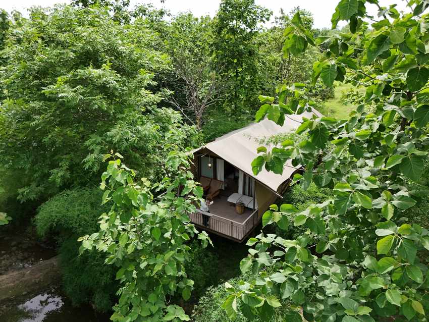 Safari Tents at Madhuban Eco Retreat near Ratapani Tiger Reserve